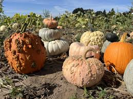 Image result for giant pumpkin
