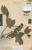 Image result for Landolphia owariensis