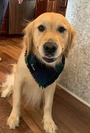 Hi! My name is: Peyton •My nickname: Bubba, Bubbbs, Buddy •My breed is:  Golden Retriever •My age is: 8 years •My favorite toy: stuffed horse •My  favorite humans are: Mommy and mommy •
