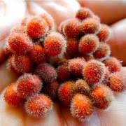 Image result for Searsia refracta