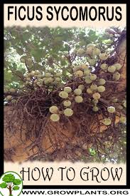 Image result for Ficus sycomorus