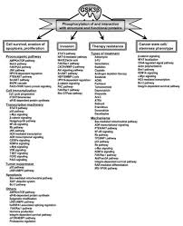 I needed a watch engraved for my dads 50th birthday. Cells Free Full Text Glycogen Synthase Kinase 3b In Cancer Biology And Treatment Html