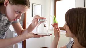 71 Glass Spider Stock Videos, Footage, & 4K Video Clips