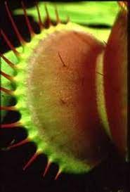 The most common tree in the amazon rainforest is the açai (euterpe precatoria). Tropical Rainforest Plants Rainforest Plants Rainforest Flowers Tropical Rainforest Plants