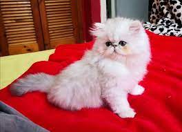 epingle sur chatons persan chinchilla coloriage oiseau