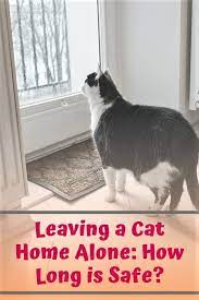 Leaving A Cat Home Alone How Long Is Safe Home Alone Cat House Cats