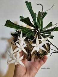 Image result for Aerangis kirkii