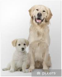 Image result for labrador retrívr