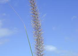 Image result for Cenchrus unisetus