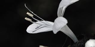 Image result for Barleria oxyphylla