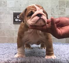 Check out our website www.757bulldogs.com. English Bulldog Puppies For Sale Virginia Beach Va 219728