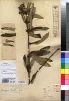 Image result for Fadogia homblei