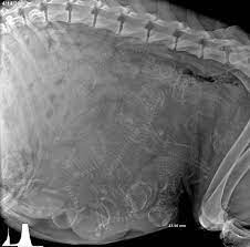 ultrason animals 1 pregnant dog x ray animals