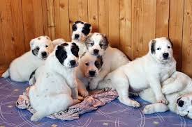 The central asian shepherd dog is a dog of great size with massive bone structure and. Alabai Dog Puppies 105 Doggyman Video Dailymotion