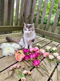 Then the trucks arrive to plow and then salt and sand so we can escape from our ice kingdom because we can go nowhere until then. Regrow Flowers From A Bouquet Evening Grain