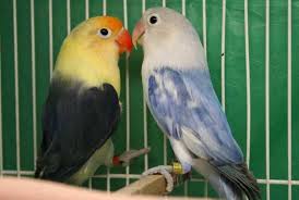 14 Jenis Lovebird Parblue Asal Usul Harga Dan Cara Mencetaknya Burungnya Com Burung Burung Cantik Jenis