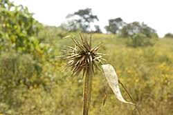 Image result for Oxytenanthera abyssinica