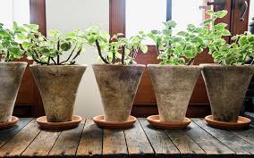 Dewasa ini dekorasi rumah dengan tanaman hias sedang digemari. Apakah Menyimpan Tanaman Di Dalam Rumah Menyehatkan Okezone Lifestyle