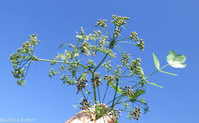 Image result for Berula