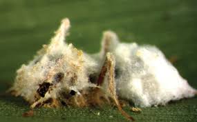 Image result for Sericanthe chimanimaniensis