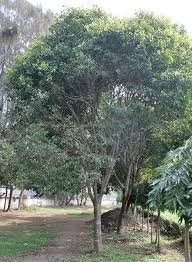 Image result for Mimusops obtusifolia