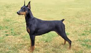 Doberman Pinscher Dog Breed Information