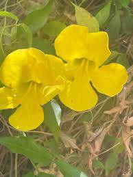 Image result for Dolichandra unguis-cati