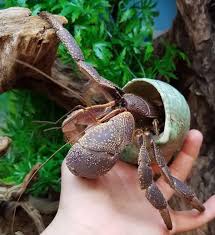 Image result for Crabbea velutina