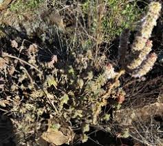 Image result for Coleus cylindraceus