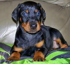 Doberman Pinscher Puppies Akc Doberman Pinscher Puppy Doberman Pinscher Puppies