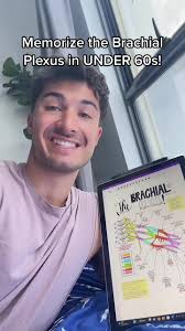 Plexus Brachialis Zeichnen