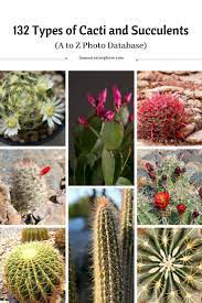 Cactus farming is the systematic planting and subsequent harvesting of cacti. 132 Types Of Cacti A To Z Photo Database Cactus Types Cactus Cacti And Succulents