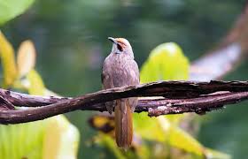 Suara burung jenggot mini /ciung air cocok digunakan untuk pancingan burung macet. 7 Daftar Harga Burung Cucak Rowo Yang Semakin Menggiurkan