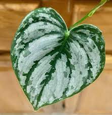 Otherwise, it has a lot in common with the classic vining heartleaf. Philodendron Brandtianum Care Photographs And Common Issues Planthelp Me
