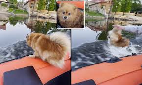 The queen's treasures 18 doll pomeranian dog w/ collar/leash. Dog Owner Saves Pooch Diving Off Moving Boat In Russia Daily Mail Online