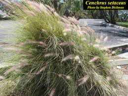 Image result for Cenchrus setaceus