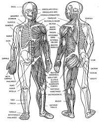 Human Musculoskeletal System Diagram Musculoskeletal System Muscular System Body Systems