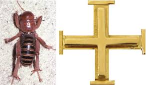 Jerusalem crickets, also called potato bugs, are large insects native to western north neither a cricket nor a true bug, the jerusalem cricket belongs to the stenopelmatus family, and is. Side By Side Comparison Of A Jerusalem Cricket With A Download Scientific Diagram