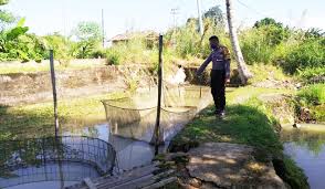 Sehingga budidaya ikan air tawar bisa dikembangkan pada usaha rumahan. Bhabinkamtibmas Monitoring Budidaya Ikan Air Tawar Milik Warganya Kabar Sanggau