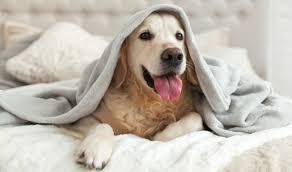 Pet sitting is morning, evening and weekends depending on each individual pet's needs. Overnight Stay Pet Sitting The Savvy Sitter