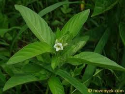 Image result for Asystasia mysorensis