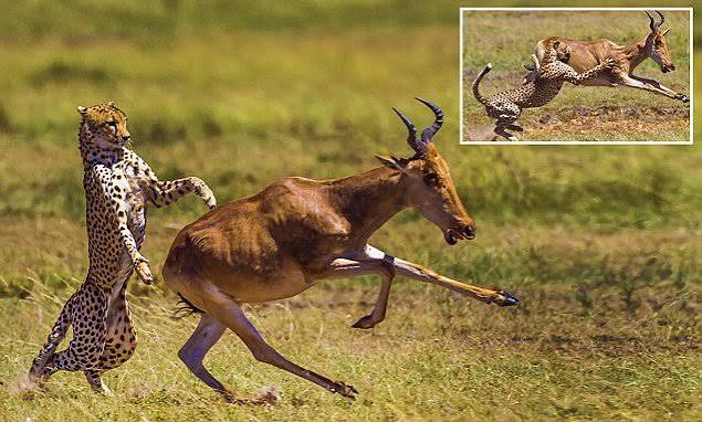 Antelope escapes a cheetah's clutches on the African savannah | Daily Mail Online