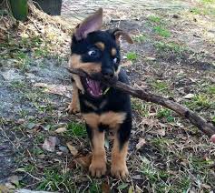Both of the parent breeds are identified throughout the world. German Shepherd And Rottweiler Mix For Sale Petsidi