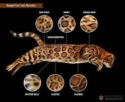 A Visual Guide To Bengal Cat Colors Patterns Bengal Cat Bengal Cat Kitten Bengal Kitten