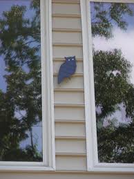 Prevent Window Strikes And Save My Feathered Friends Birds Flying Into Windows Windows Keep Birds Away