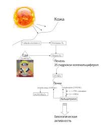 Vitamin D Mehanizm Dejstviya I Nuzhno Li Prinimat Dobavki Blog Kompanii Lifext Habr