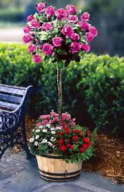 Spring Has Me Thinking About Tree Roses Decor To Adore Rose Trees Amazing Flowers Flower Garden