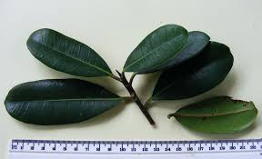 Image result for Ficus scassellatii