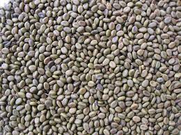 Image result for Acacia abyssinica