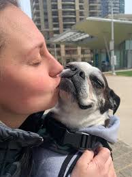 Grieving the loss of a beloved pet